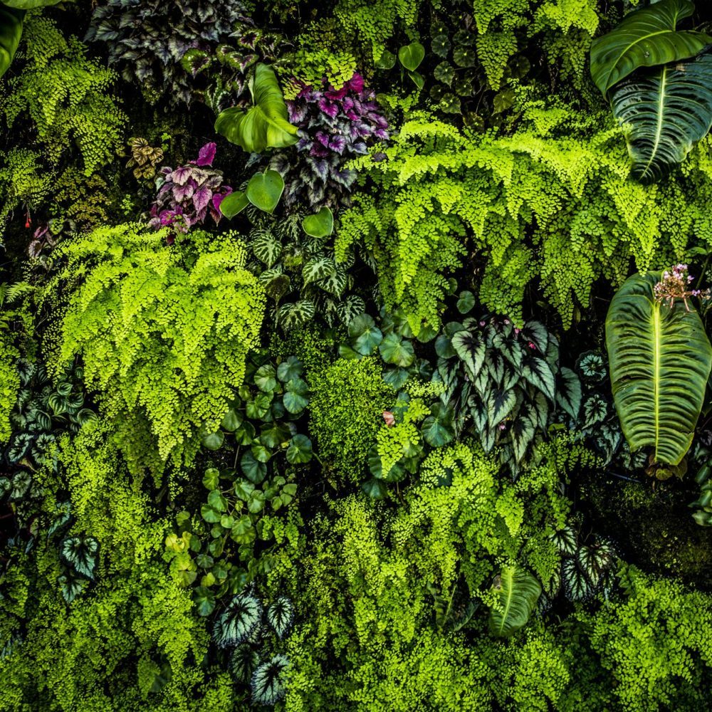 Plant wall with lush green colors